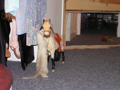 ./2005/Ferrets/thumbferrets